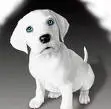 cute dog