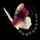 butterflys