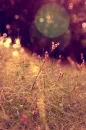 Spring Bokeh