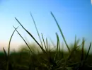 Spring Grass
