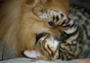 Animals