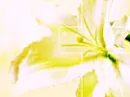 Easter Lily