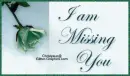 Missing You-Rose