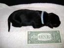 dollar bills to big?