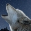 Dark wolf