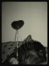 lovely rat