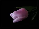 tulip in darkness