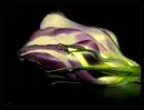 tulip in darkness 2