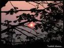 rosy evening