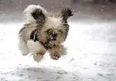 puppy