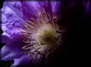 purple flower