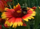 coloured flower