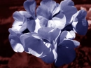purple flower
