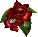 Spider Rose