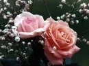 roses