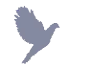 A Dove