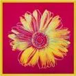 Yellow-orang daisy