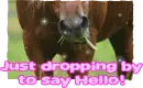horse