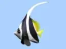 Fish background