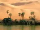 Oasis
