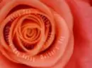 Flower background