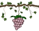 Vine