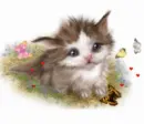 Kitten