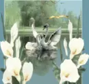 Swans