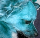 my dog