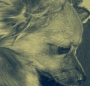 my dog