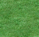 contest2 - Green Grass
