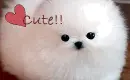 cute