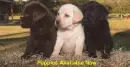 Puppies for sale