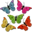 butterflies baclground