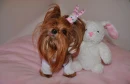 Yorkie, yorkies, dog, easter