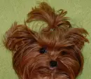 yorkies, yorkie, dog, puppy,