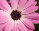 pink flower