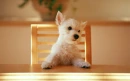 Cute dog sitting on table