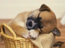 Cute pupy sleepin'