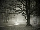 haunted woods