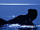 Night Shadw Woman