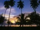 Palm Sunset