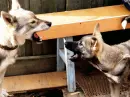 Dogs.