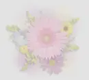 Wild flowers