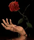 The Rose