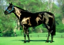 horsey!