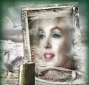 75.042010-seabirdsMMframewhite-sa
