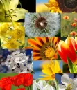 Flower background