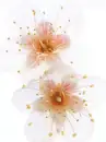 Flower background