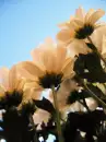 Flower background